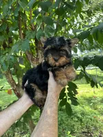 Yorkshire , a male Yorkshire Terrier for sale in Orlando, FL – 4 of 6