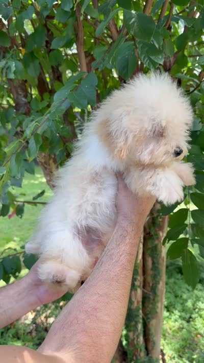 Poodle 1, a male Poodle - Toy  for sale in Orlando, FL – 8 of 8