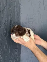 Teacup , a female Poodle - Toy  for sale in Orlando, FL – Photo 3 of 5