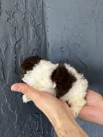 Teacup , a female Poodle - Toy  for sale in Orlando, FL – Photo 4 of 5