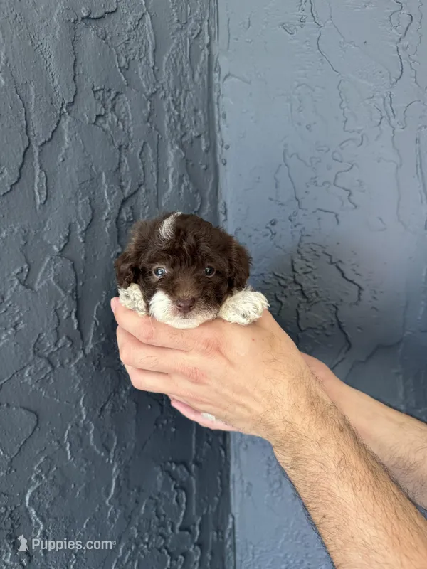 Teacup  – Poodle - Toy  puppy on hold in Orlando, FL