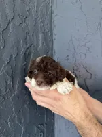 Teacup , a female Poodle - Toy  for sale in Orlando, FL – Photo 2 of 5