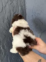 Teacup , a female Poodle - Toy  for sale in Orlando, FL – Photo 5 of 5