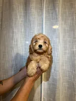 Cavapoo, a male Cavapoo for sale in Orlando, FL – 3 of 4