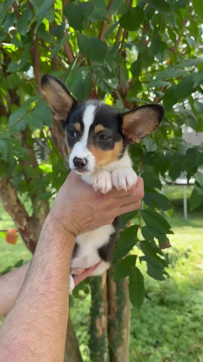 Corgi 2 , a female Pembroke Welsh Corgi for sale in Orlando, FL – 7 of 7