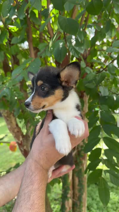 Corgi , a male Pembroke Welsh Corgi for sale in Orlando, FL – 7 of 7