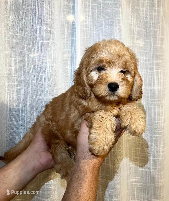 Cavapoo – Cavapoo puppy for sale in Orlando, FL