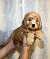 Cavapoo, a male Cavapoo for sale in Orlando, FL – 1 of 4