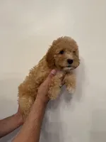 Cavapoo, a male Cavapoo for sale in Orlando, FL – 5 of 6