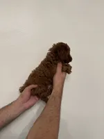 Red toy poodle 3, a female Poodle - Toy  for sale in Orlando, FL – 6 of 7