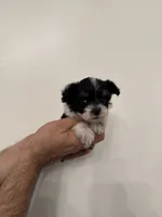 Maltipoo 4 teacup , a male Maltipoo for sale in Orlando, FL – 2 of 8