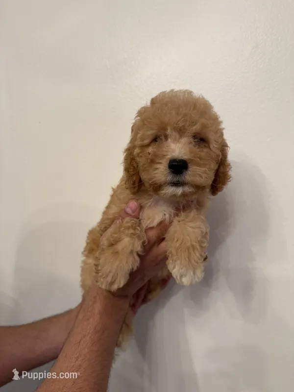 Cavapoo – Cavapoo puppy for sale in Orlando, FL