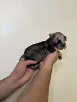 Miniature Schnauzer , a female Miniature Schnauzer for sale in Orlando, FL – 5 of 6