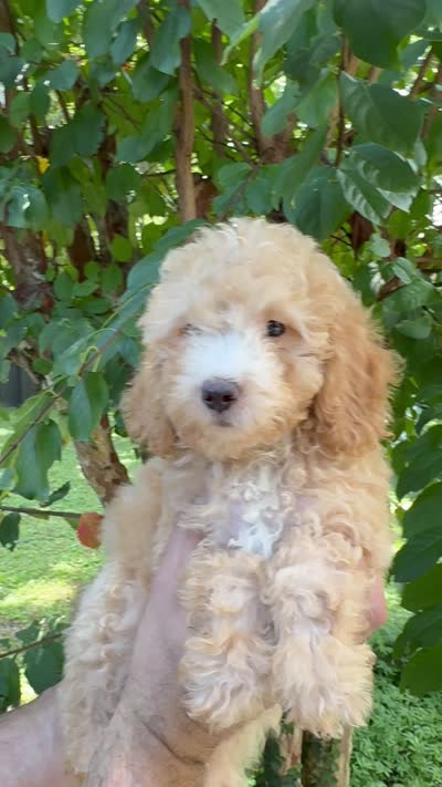 Poodle 5, a male Poodle - Toy  for sale in Orlando, FL – 6 of 6