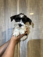 Miniature Schy, a female Miniature Schnauzer for sale in Orlando, FL – 3 of 5