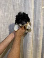 Toy Poodle , a male Poodle - Toy  for sale in Orlando, FL – 3 of 8