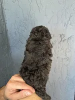 Blue toy Poodle , a male Poodle - Toy  for sale in Orlando, FL – Photo 5 of 5