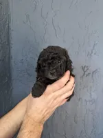 Blue toy Poodle , a male Poodle - Toy  for sale in Orlando, FL – Photo 3 of 5