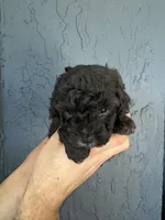 Blue toy Poodle , a male Poodle - Toy  for sale in Orlando, FL – Photo 1 of 5