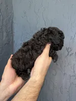 Blue toy Poodle , a male Poodle - Toy  for sale in Orlando, FL – Photo 4 of 5