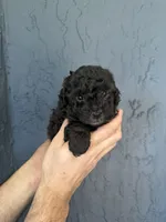 Blue toy Poodle , a male Poodle - Toy  for sale in Orlando, FL – Photo 2 of 5