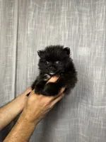 Pomeranian , a male Pomeranian for sale in Orlando, FL – 2 of 6