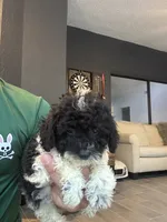 Taco , a male Poodle - Toy  for sale in Orlando, FL – 5 of 10