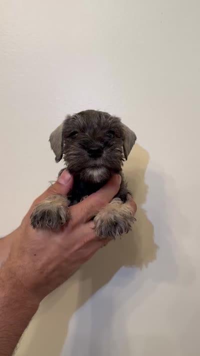 Miniature Schnauzer , a male Miniature Schnauzer for sale in Orlando, FL – 5 of 5