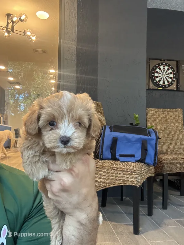 Maltipoo – Maltipoo puppy for sale in Orlando, FL