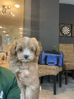 Maltipoo, a male Maltipoo for sale in Orlando, FL – 1 of 9