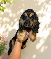 Cocker Spaniel , a female Cocker Spaniel for sale in Orlando, FL – 1 of 4
