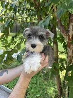 Schnauzer 2, a male Miniature Schnauzer for sale in Orlando, FL – 3 of 7
