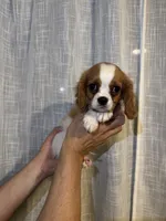 Cavalier , a male Cavalier King Charles Spaniel for sale in Orlando, FL – 2 of 7
