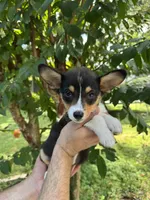 Corgi , a male Pembroke Welsh Corgi for sale in Orlando, FL – 4 of 7
