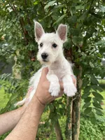 West Highland , a female West Highland White Terrier for sale in Orlando, FL – 2 of 5