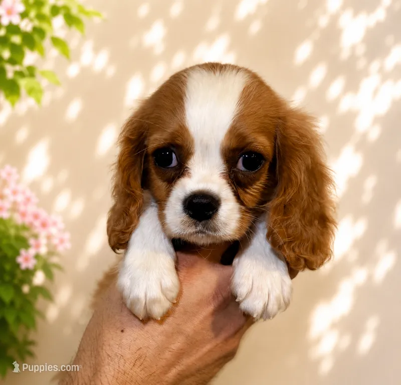 Cavalier  – Cavalier King Charles Spaniel puppy for sale in Orlando, FL