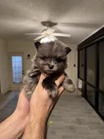 Pomeranian , a male Pomeranian for sale in Orlando, FL – Photo 6 of 8