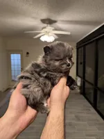 Pomeranian , a male Pomeranian for sale in Orlando, FL – Photo 3 of 8