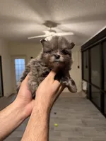 Pomeranian , a male Pomeranian for sale in Orlando, FL – Photo 7 of 8