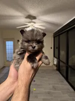 Pomeranian , a male Pomeranian for sale in Orlando, FL – Photo 4 of 8