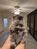 Pomeranian , a male Pomeranian for sale in Orlando, FL – Photo 5 of 8