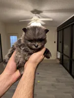 Pomeranian , a male Pomeranian for sale in Orlando, FL – Photo 1 of 8