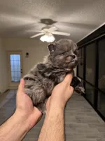 Pomeranian , a male Pomeranian for sale in Orlando, FL – Photo 8 of 8