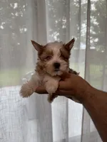 Yorkshire , a female Yorkshire Terrier for sale in Orlando, FL – 2 of 7