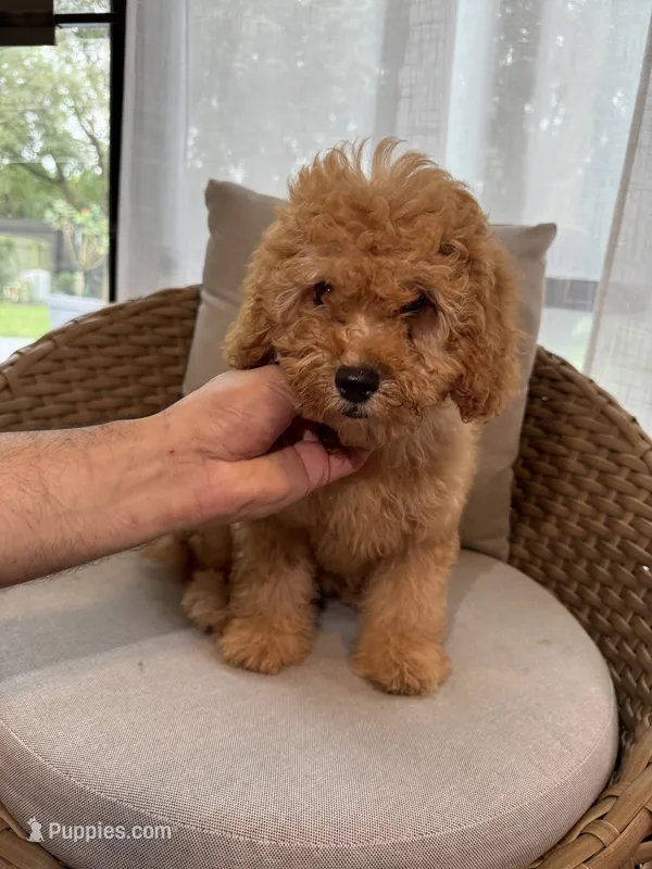 Cockapoo  – Cockapoo puppy for sale in Orlando, FL