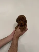 Red toy poodle 3, a female Poodle - Toy  for sale in Orlando, FL – 3 of 7