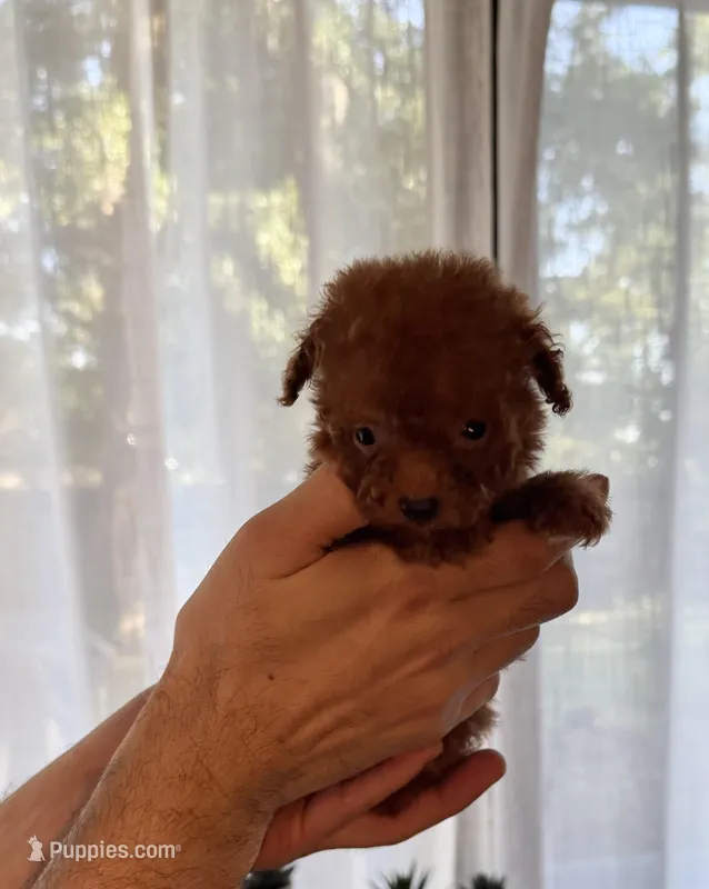Micro Poodle  – Poodle - Toy  puppy for sale in Orlando, FL