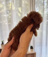 Micro Poodle , a female Poodle - Toy  for sale in Orlando, FL – Photo 4 of 5