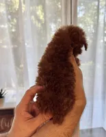 Micro Poodle , a female Poodle - Toy  for sale in Orlando, FL – Photo 5 of 5