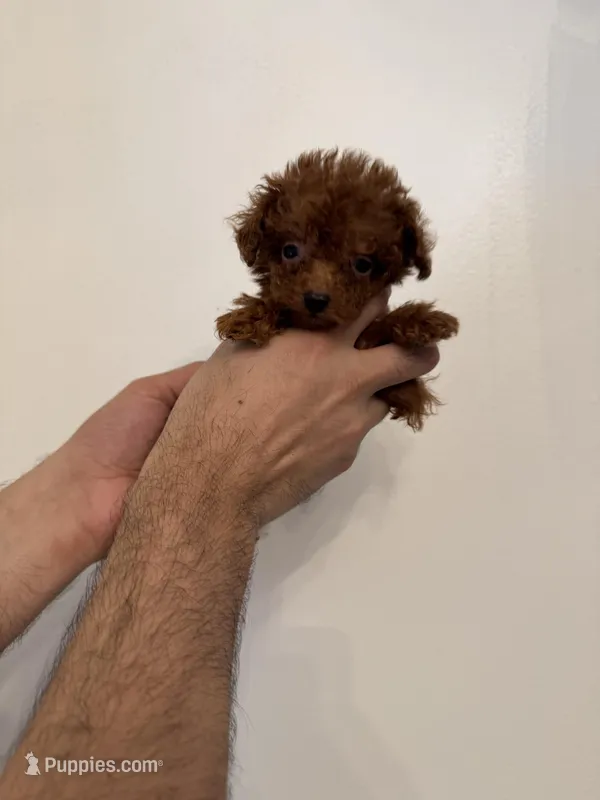 Micro Poodle  – Poodle - Toy  puppy for sale in Orlando, FL